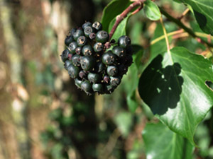 Vivers Càrex - Hedera helix